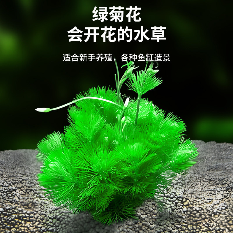 绿菊水草植物鱼缸真草造景净水蜈蚣草金鱼藻阴性水草懒人养鱼水草