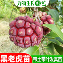 果树苗布福娜野生黑老虎树苗水果苗爬藤酒饭团南北方种植当年结果