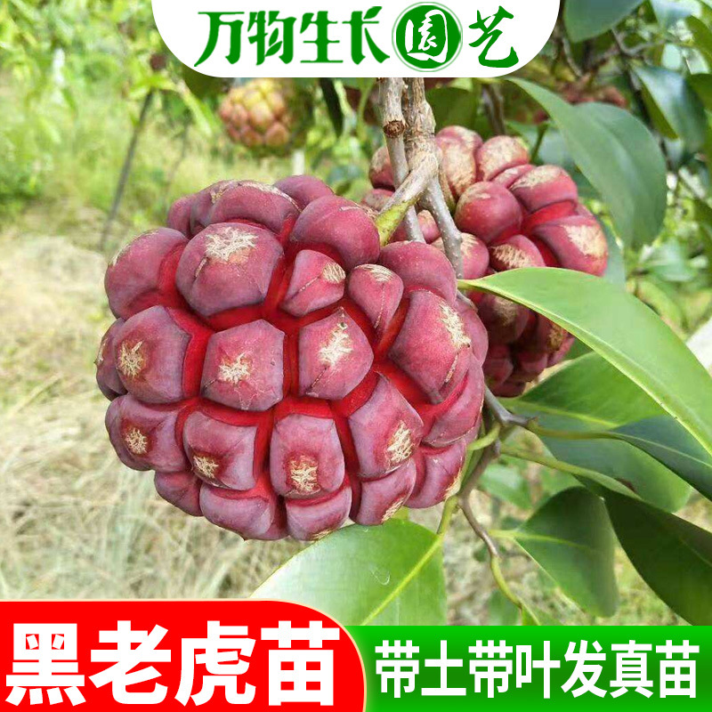 果树苗布福娜野生黑老虎树苗水果苗爬藤酒饭团南北方种植当年结果