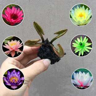 Mini Small Water Lily with Flower Buds Black Beauty Family Potted Hydroponic Aquatic Plants All Year Round Flower Bowl Lotus Root Tuber