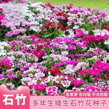 ���ʯ�񻨷N�����ļ����N�_���ͺ����ĚWʯ���Ѷ����������N��