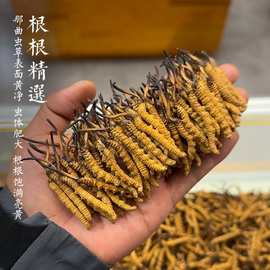 冬虫夏草西藏那曲散装虫草干货多规格无断草高海拔头期干虫草批发
