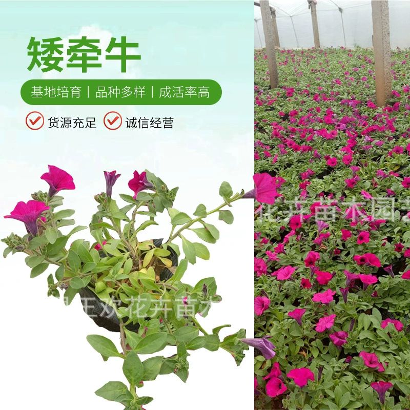 Петуния Парк Цветочный Пояс Озеленение Рассада Цветение Многоцветный Утренняя Слава Цинчжоу Base Оптовые Карликовые Цветы Крупного Рогатого Скота