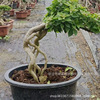 The old pile triangle of the old pile of plums and red red flowers blooming balcony placed the rattan sapling one thing in the bonsai