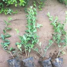 ���l�lì �z�|�lì�G�h�� �����lì �z���lìƷ�N�Rȫ�lì��