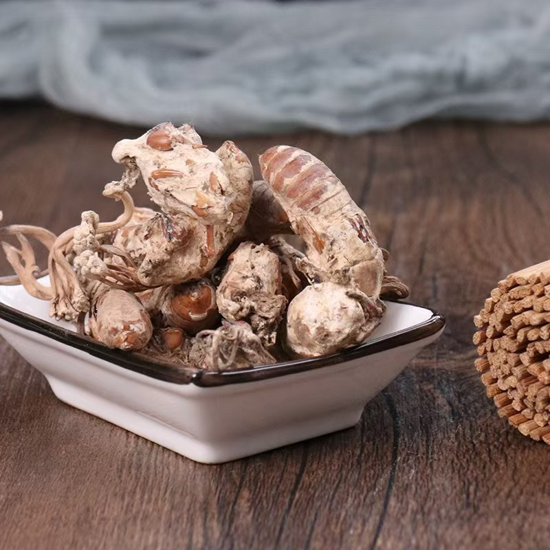 Jin Chan Hua (Cordyceps cicadae) — Dried Food-Herb Fungus for Decoction & Soup in use