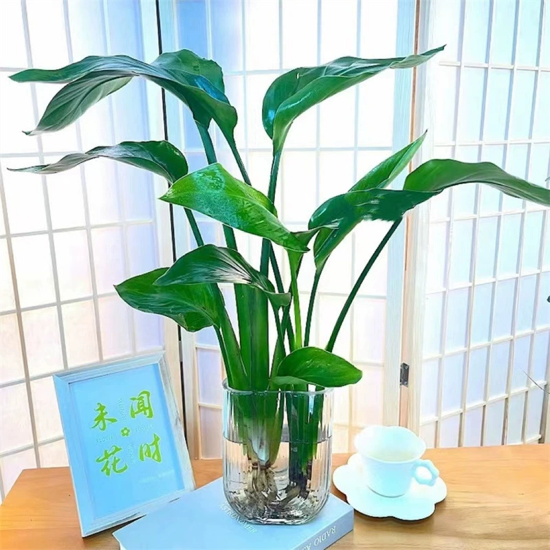 Гидропонное растение Райская птица, выращенное в воде, большое зеленое растение в горшке, вечнозеленые, простые в жизни цветы, кранхии, внутренний балкон