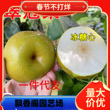 һ�����l�������������ѩ�����ϱ����ش�������Լ޽���Ƥ����