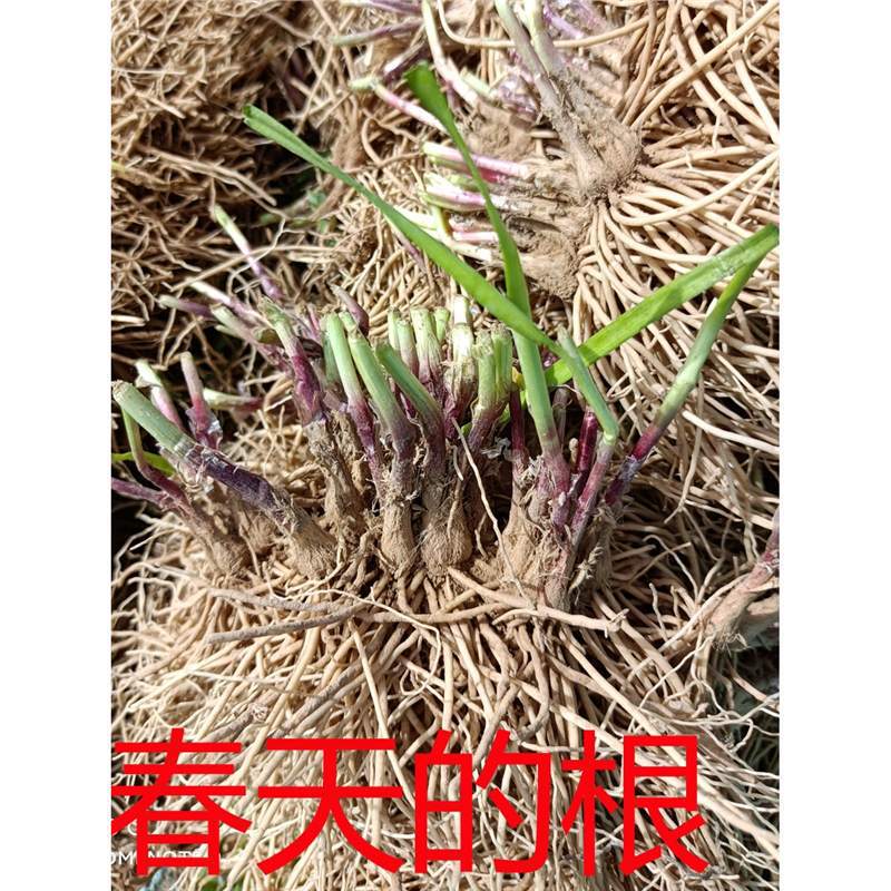Newly Dug Leek Root Seedlings with Red and Purple Roots, Small Fine Leaves, Suitable for Balcony or Indoor Bonsai, Easy to Grow and Maintain, Old Variety of Green Plants Newly Dug Leek Root Seedlings with Red and Purple Roots, Small Fine Leaves, Suitable for Balcony or Indoor Bonsai, Easy to Grow and Maintain, Old Variety of Green Plants