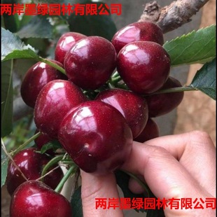 Cherry Saplings, Cherry Tree Saplings, Southern and Northern Planting Potted Courtyard Fruit Trees, Dwarf Cherry Trees, Large Cherry Saplings