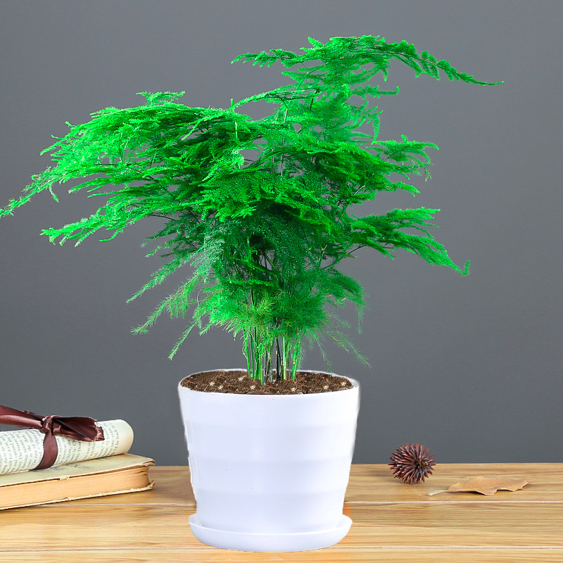 백실[중분지 아스파라거스]에는 뿌리가루가 들어있습니다.