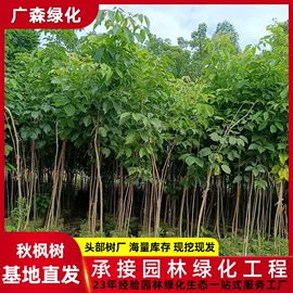 乔木;其他园林植物;灌木