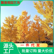 һl~yӘ׹ͥԺeGľеyӴ