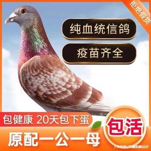 Ѫ�y�^�p�����ӻ�һ��ԭ��������������N��С�����w����ِ��