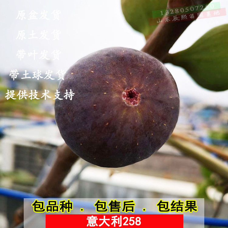 无花果树苗意大利258紫果无花果盆栽地栽庭院南北方种植当年结果