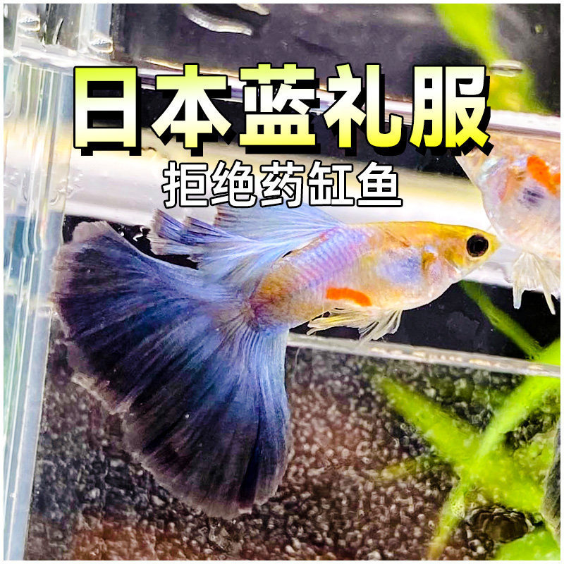 Japanese Blue Dressy Guppy Fish with Coral Blue Tail, Large Tail, Premium Quality, Ready to Give Birth, Pregnant Female Fish, Purebred Tropical Fish for Aquascaping Japanese Blue Dressy Guppy Fish with Coral Blue Tail, Large Tail, Premium Quality, Ready to Give Birth, Pregnant Female Fish, Purebred Tropical Fish for Aquascaping