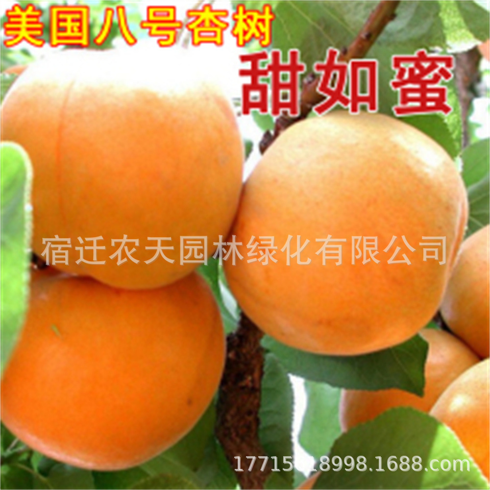 新品种早熟青梨王油杏树苗特大香甜大黄杏子特大庭院种植当年结果