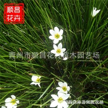 葱兰杯苗 韭兰绿化植被量大优惠 价格从优山东基地批发葱兰苗