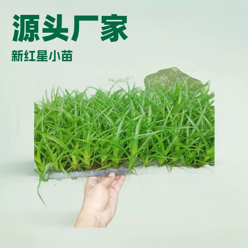 Источники производители цветочных растений и растения оптом комнатные декоративные ананас новые саженцы Red Star от 50 растений