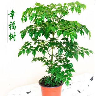 �Ҹ������Բ˶����Gֲ���ܘ���С�����҃ȿ͏d�k�����辰ֲ��