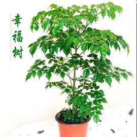 室内花卉小盆栽价格 最新室内花卉小盆栽价格 批发报价 价格大全 阿里巴巴