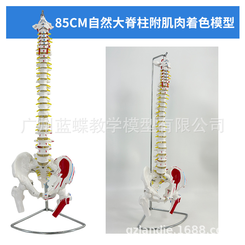 ���弹��ģ��1:1����������ϰ��׵ģ�;�׵��׵�������ģ�͹Ǽ�