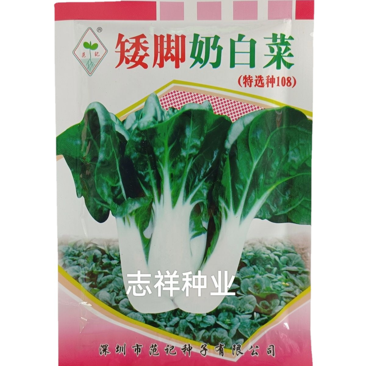 深圳范记矮脚奶油白菜小白菜种子四季农家青菜阳台盆栽蔬菜种孑籽