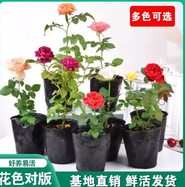 Смешанная специальная питательная почва 18 литров Gao Ao зеленые цветы и овощи луковичные розы удобрение парча-матрица