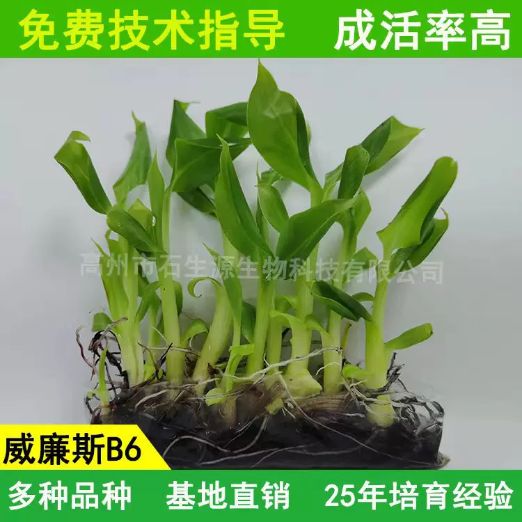 威廉斯 果园香蕉苗 威廉斯一级二级香蕉苗 水果树苗 优价香蕉苗