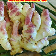嫩姜新鲜仔姜子姜红芽生姜现挖姜芽糖醋姜泡姜当季蔬菜云南小黄姜