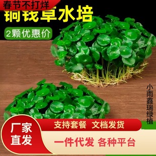 һ�����l�~�X��ˮ��ֲ���Ϙ������҃���ˮ�B���~���X�ݸ�ѿ���B��