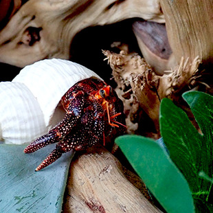 �ľ�з��Q�������Ӵ�̖С̖��Ȼؐ�����ݚ��[���b��~���쾰����