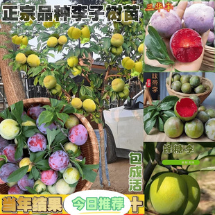 �������Ә��������������F���P�������t�����޽��ϱ����Nֲ