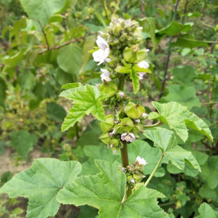 �������N�ӷN�Ѷ������ļ�ͥԺ�^�~�N�ݿ��˶����{��н�˰��~�\��