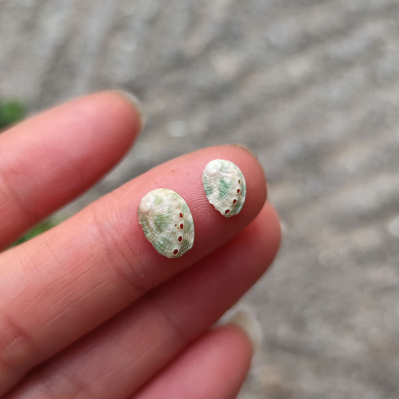 迷你鲍鱼贝主图6