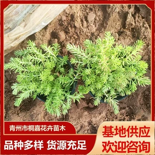 金叶佛甲草 花镜植物 中华景天佛甲草薄雪草金叶佛甲草托盘地被