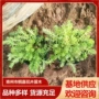 中华植物地被佛甲草佛甲草