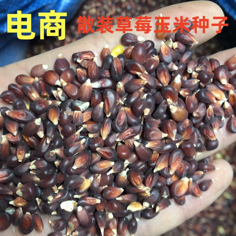 水果草莓玉米种子菠萝玉米可生食甜糯观赏食用迷你玉米阳台盆栽