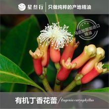 丁香花蕾精油马达加斯加产地有机植物原料香薰芳疗日化舒缓单方