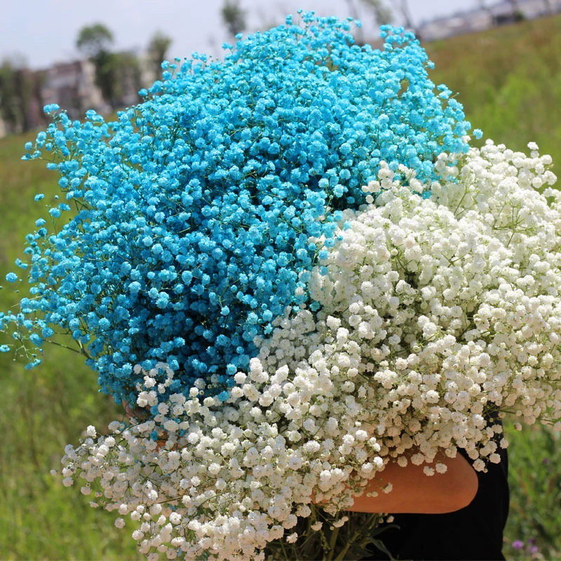 Юньнаньские свежие окрашенные цветы, настоящие цветы, упаковка букета из воздуха высушенного детского дыхания, предметы интерьера для гостиной