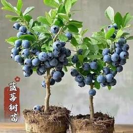 盆栽;其他园林植物;干花