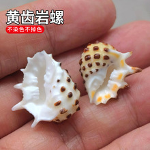 天然海螺贝壳2-3厘米黄齿岩螺 稀有标本螺 标本收藏 鱼缸水族造景