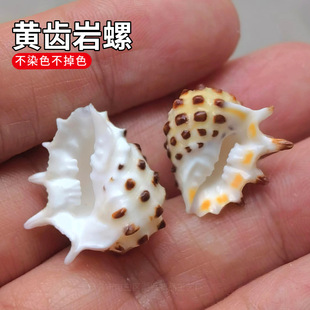 ��Ȼ����ؐ��2-3�����S�X���� ϡ�И˱��� �˱��ղ� �~��ˮ���쾰