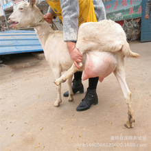 ɽ�|��ɽ����������_����ɽ�� �P����ɽ�� ���r���_�ܑ���ĸ��