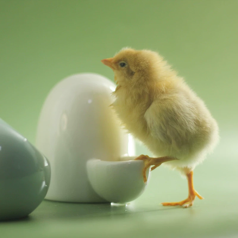 Хомяк керамический чайник для питья золотой медведь для питья бутылка для питья курица кормушка кормушка