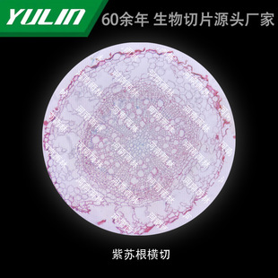 Perilla root cross-cutting university medical school histopathology paraffin slide specimen microscope