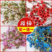 澳洲腊梅鲜花水培室内过年年宵花卉喜庆红色鲜切花花鲜花花期超长