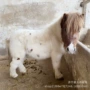可以骑乘养殖活体矮马