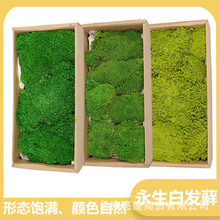 永生苔藓新中式风格盆景造景花艺微景观画框背景墙装饰永生白发藓