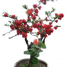 GzdĻԘձFUͥԺ̨҃ͺļ